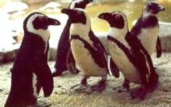 Snowparties.com Penguins